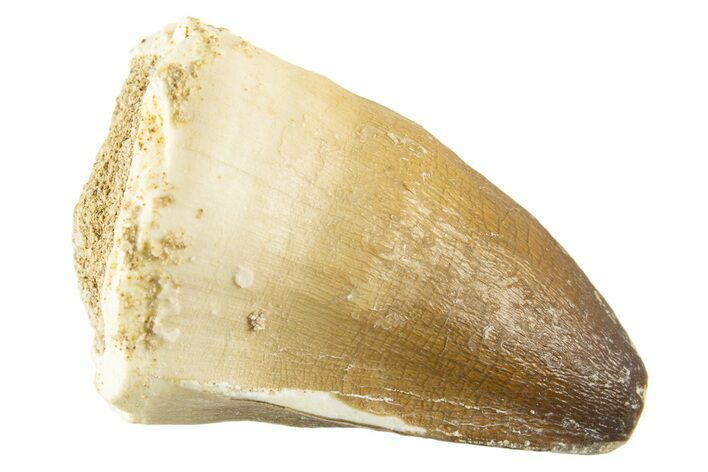 Fossil Mosasaur (Prognathodon currii) Tooth - Morocco #332932